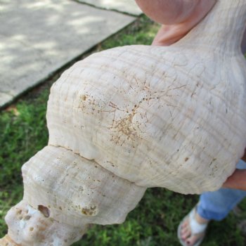 B-Grade 12" Horse Conch, Florida's State Seashell - $27