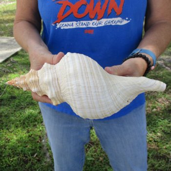 B-Grade 12" Horse Conch, Florida's State Seashell - $27