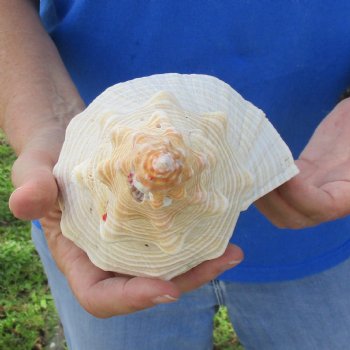 B-Grade 12" Horse Conch, Florida's State Seashell - $27