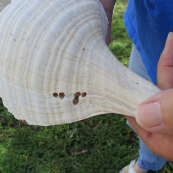 B-Grade 12" Horse Conch, Florida's State Seashell - $27