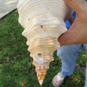 B-Grade 12" Horse Conch, Florida's State Seashell - $27