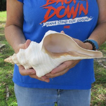 11" Horse Conch, Florida's State Seashell - $27