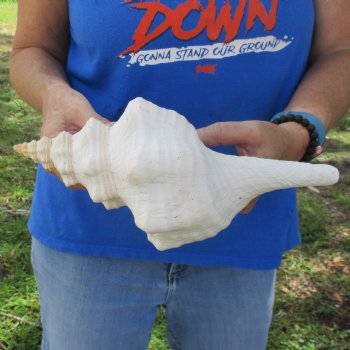 11" Horse Conch, Florida's State Seashell - $27