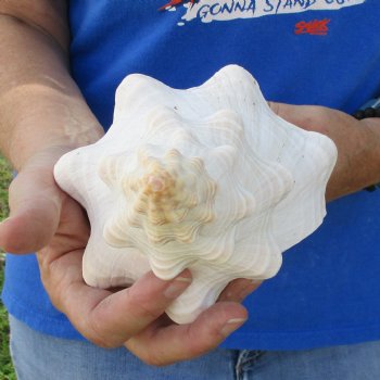 11" Horse Conch, Florida's State Seashell - $27