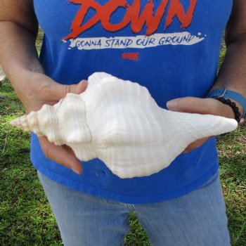 11" Horse Conch, Florida's State Seashell - $27