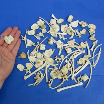 100 Assorted Small Animal Bones, 1/2" to 4" - $25