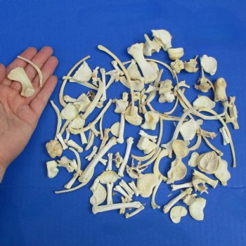 100 Assorted Small Animal Bones, 1/2" to 4" - $25