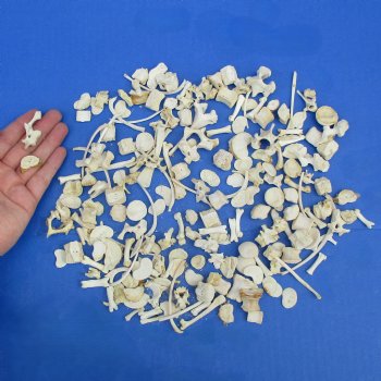 200 Assorted Small Animal Bones, under 1" - $30