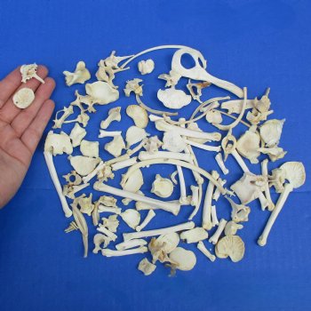 100 Assorted Small Animal Bones, 1/2" to 4" - $25