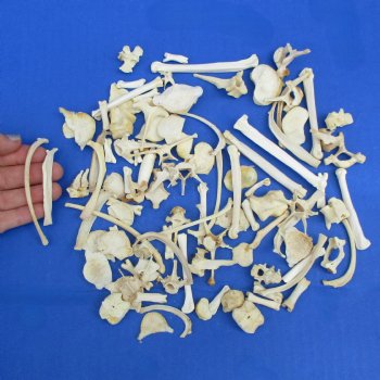 100 Assorted Small Animal Bones, 1/2" to 4" - $25