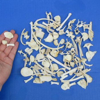 100 Assorted Small Animal Bones, 1/2" to 4" - $25