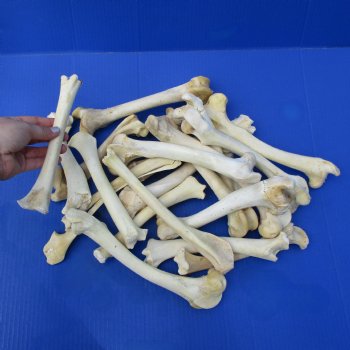 20 Deer Leg Bones, 7" to 9" - <font color=red>Special Price of $30</font>