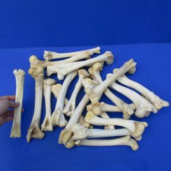 20 Deer Leg Bones, 7" to 9" - <font color=red>Special Price of $30</font>