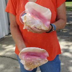 7" Pink Conchs, 2 pc - $24