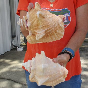 6" & 7" Pink Conchs, 2 pc - $24