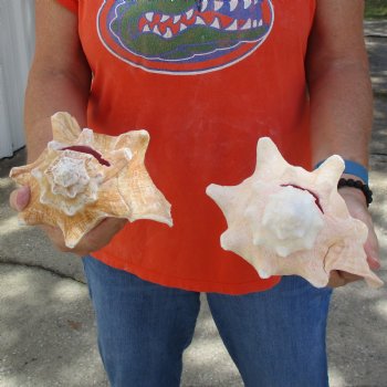 6" & 7" Pink Conchs, 2 pc - $24