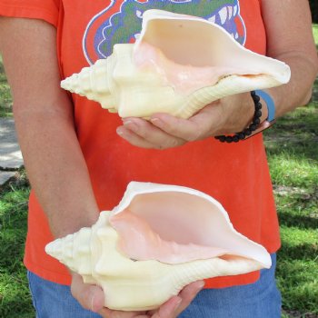 9" Chank Shells, 2pc - $26