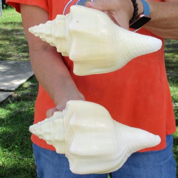 9" Chank Shells, 2pc - $26