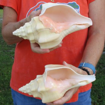 9" Chank Shells, 2pc - $26