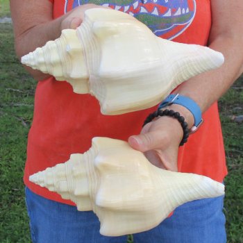 9" Chank Shells, 2pc - $26