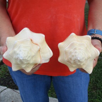 9" Chank Shells, 2pc - $26