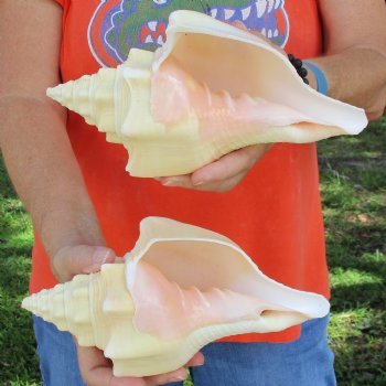 9" Chank Shells, 2pc - $26