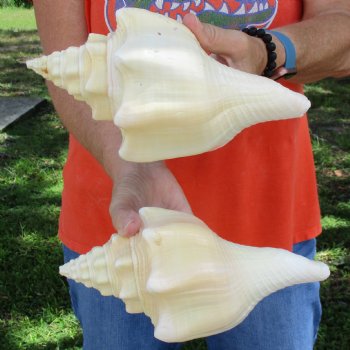 9" Chank Shells, 2pc - $26