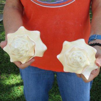 9" Chank Shells, 2pc - $26