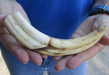 8 inch Warthog Tusk, Warthog Ivory from African Warthog, buy now for - $24