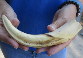 8 inch Warthog Tusk, Warthog Ivory from African Warthog, buy now for - $24