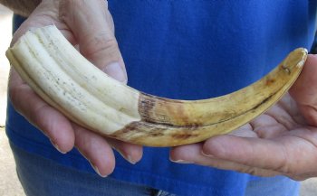 8 inch Warthog Tusk, Warthog Ivory from African Warthog, buy now for - $24