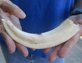 8 inch Warthog Tusk, Warthog Ivory from African Warthog for sale - $24