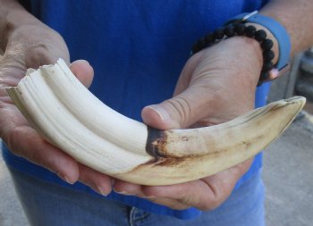 8 inch Warthog Tusk, Warthog Ivory from African Warthog for sale - $24