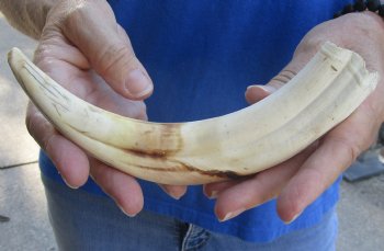 Buy this 9 inch Warthog Tusk, Warthog Ivory from African Warthog for $33