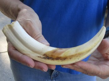 Buy this 9 inch Warthog Tusk, Warthog Ivory from African Warthog for $33