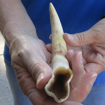 Buy this 9 inch Warthog Tusk, Warthog Ivory from African Warthog for $33