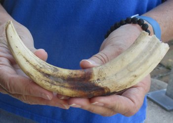 Buy this 9 inch Warthog Tusk, Warthog Ivory from African Warthog for $33