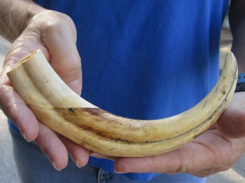 9 inch Warthog Tusk, Warthog Ivory from African Warthog, available for sale $33