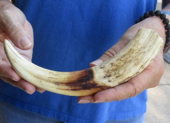 9 inch Warthog Tusk, Warthog Ivory from African Warthog, available for sale $33