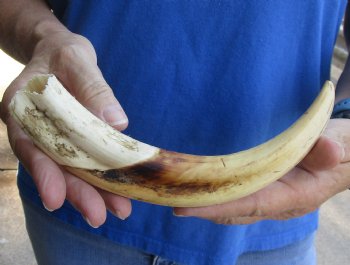 9 inch Warthog Tusk, Warthog Ivory from African Warthog, available for sale $33