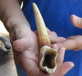 9 inch Warthog Tusk, Warthog Ivory from African Warthog, available for sale $33