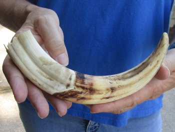 9 inch Warthog Tusk, Warthog Ivory from African Warthog for horn craft $33