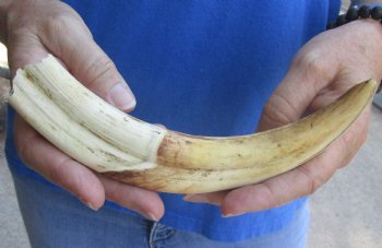 9 inch Warthog Tusk, Warthog Ivory from African Warthog for horn craft $33