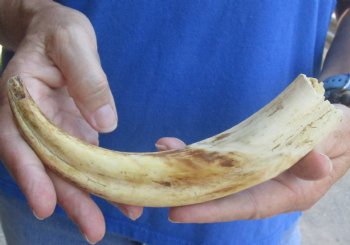 9 inch Warthog Tusk, Warthog Ivory from African Warthog for horn craft $33