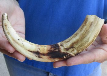 9 inch Warthog Tusk, Warthog Ivory from African Warthog for horn craft $33