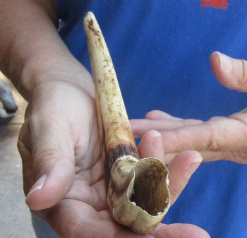 9 inch Warthog Tusk, Warthog Ivory from African Warthog for horn craft $33