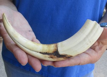 9 inch Warthog Tusk, Warthog Ivory from African Warthog for horn craft $33