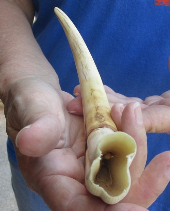 9 inch Warthog Tusk, Warthog Ivory from African Warthog for horn craft $33