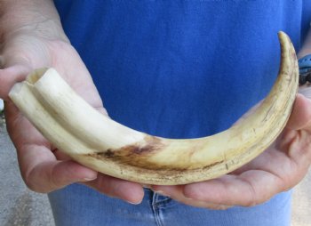 10 inch Warthog Tusk, Warthog Ivory from African Warthog - $49