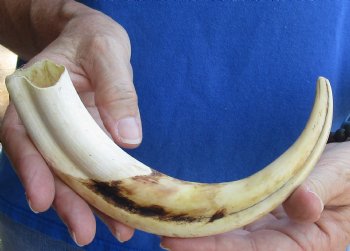 For Sale this 10 inch Warthog Tusk, Warthog Ivory from African Warthog - $49